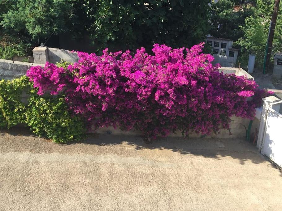 Casa Azzura Daire Bastiya Dış mekan fotoğraf